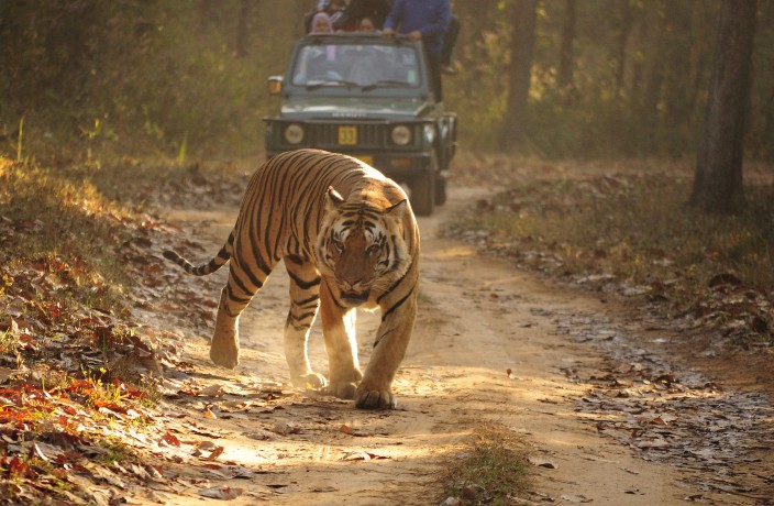 Bandhavgarh National Park  Wildlife  Safari Tour 